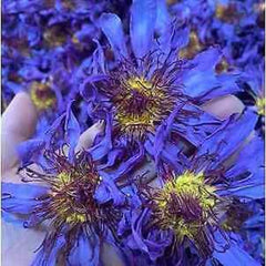 Dried Blue Lotus Flower Tea Blooming Tea Herbal Medicine Bulk Nymphaea 250g