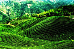 HelloYoung500g Yunnan Fengqing Dianhong Black Tea InBulk Red Tea Kung Loose Red Biluo Tea