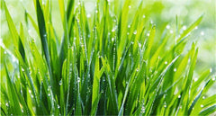 100g Healthy Drink 100% Pure Natural Organic Wheat Seedling Grass Extract Powder