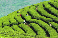 250g Organic Green Tea Early Spring Huangshan Maofeng Tea Weight Loss China Tea