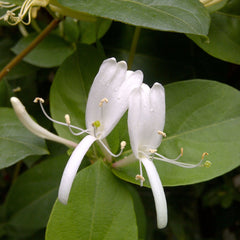 Blooming Honeysuckle Flower Tea Japonica Honeysuckle Herbal Tea Dried Flowers