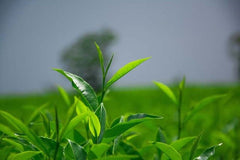 HelloYoungHelloYoung Slimming Tea Beauty Black Tea Organic Black Oolong Tea Tieguanyin Tea 250g