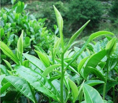 HelloYoungJinjunmei Tea 250g Wuyishan Paulownia off Jinjunmei black tea Top Red Tea Bulk