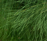 Green Tea Natural MV Huang Tea MV & huang Health Care Herbal Tea Mormon Tea