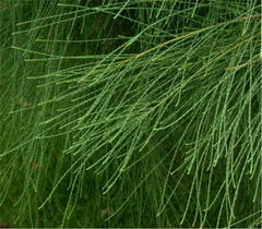 Green Tea Natural MV Huang Tea MV & huang Health Care Herbal Tea Mormon Tea