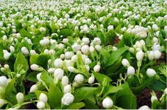 HelloYoung New Good Tea Colitas Tea Superior Jasminetea Jasmine Dragon Pearl 150g