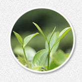 HelloYoung Healthy Drink Organic Spring 350g White Tea Top Old White Tea Cake Fuding