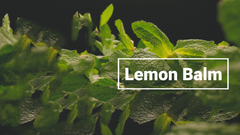 Lemon Balm Extract Powder 10:1 | Melissa Herbal Supplement 200G