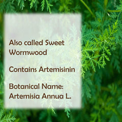 Artemisia Powder 8.8 oz | Wormwood Powder | Artemisia Annua | Non-Gmo