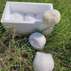 100% Organic Natural Dried Lion's Mane Mushroom Herbs Healthy Care 500g/1.1LB