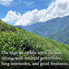 Milk Oolong Chinese Green Leaf Tea Jinxuan Oolong Alishan Oolong Tea 250g