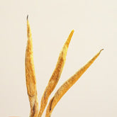 Yunnan Dianhong Premium Black Tea Honey Aroma Loose Leaf Ancient Tree Blend