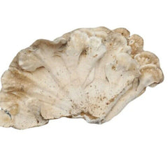 Raw Wholesale Organic Dried Turkey Tail Mushroom 500g