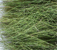 Green Tea Natural MV Huang Tea MV & huang Health Care Herbal Tea Mormon Tea