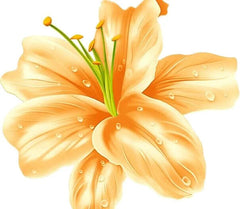 Lily Flower Hotsale Dried Natural Lily Flowers for Blooming Tea 250g