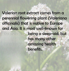 Valerian Root Extract Powder 10:1 Extract 17.6 oz. Sleep Aid Herbal Supplement
