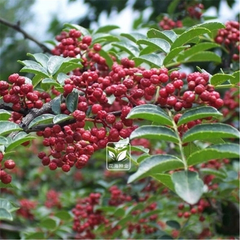 250g 100% Natural Sichuan Szechuan Peppercorns / 四川花椒麻辣 Sichuan Red Pepper