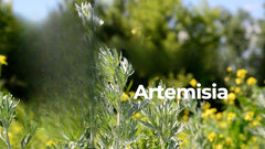 Artemisia Powder 8.8 oz | Wormwood Powder | Artemisia Annua | Non-Gmo
