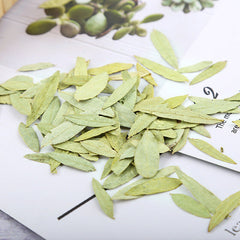 Bulk Senna Produce Laxative Leaf Flower Tea 500g