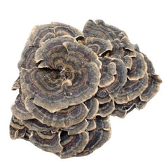 Raw Wholesale Organic Dried Turkey Tail Mushroom 500g