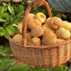 100% Biologische natürliche Löwen Mähne Pilz Hericium Erinaceus Hou Tou Gu 250G