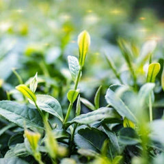 HelloYoung500g Promotion 5pcs Top Grade Shu Black Pu-erh Tea Yunnan Original Puer Red Tea