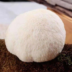 100% Organic Natural Dried Lion's Mane Mushroom Herbs Healthy Care 500g/1.1LB