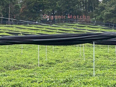 ORGANIC Matcha Powder - 100% Pure Matcha Green Tea (Priced to clear Stock)