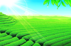 HelloYoungPromotion 250g Milk Oolong Tea High Quality Tie guan yin Health Care Green Tea