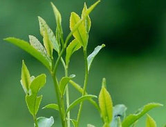 HelloYoung250g Oolong Da Hong Pao Tea Wu Long Wulong Dahongpao Black Tea Big Red Robe Tea