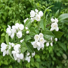 HelloYoung 50g Spring High Quality Floral Jasmine Flower Tea Fresh Tea Fragance Herbal Tea