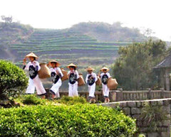 HelloYoung250g Oolong Da Hong Pao Tea Wu Long Wulong Dahongpao Black Tea Big Red Robe Tea