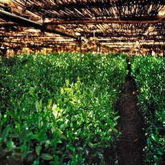 Japanese Matcha Green Tea Ayame 100g, Kyoto Uji Matcha Powder