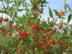 HelloYoung250g New Dried Goji Berries Nespera Wolfberry Chinese Organic Gouqi Herbal Tea