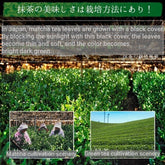 Japanese Matcha Green Tea Ayame 100g, Kyoto Uji Matcha Powder