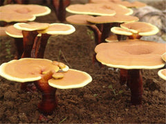 HelloYoung500g Chinese Ganoderma Lucidum Lingzhi Tea Wild Reishi Spore Powder Herbal Tea