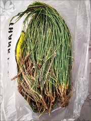 HelloYoung Mahuang Natural Ephedra Sinica Tea Mo huang Good Tea Natural Organic Flower tea 500g