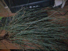 HelloYoung Mahuang Natural Ephedra Sinica Tea Mo huang Good Tea Natural Organic Flower tea 500g