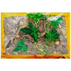 Wawashan Pharmaceuticals Chinese Herbal Drinks Sangsang Duan Chinese Herbal Medicine Grab & Go Chinese Herbal Medicine Shop 瓦屋山药业中药饮片 桑寄生 段 中药材抓配 中药材店铺