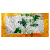 Wawasan Pharmaceuticals Chinese Medicine Drinks Calcined Corrugated Calcined Chinese Medicine Grab & Go Chinese Medicine Shop 瓦屋山药业中药饮片 煅瓦楞子 煅制 中药材抓配 中药材店铺瓦屋山药业中药饮片 煅瓦楞子 煅制 中药材抓配 中药材店铺大全