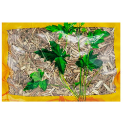 Wawashan Pharmaceuticals Chinese Herbal Drinks Lonicera Japonica Duan Chinese Herbal Medicine 瓦屋山药业中药饮片 忍冬藤 段 中药材抓配 中药材店铺大全