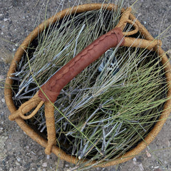 HelloYoung Mormon Tea, Jointfir Ain Khanta | Ephidra Girardiana