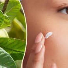 100% Herbal Tea | Loss Weight Organic Dried Guava Leaves Powder