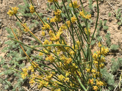 HelloYoung Newest Mo Mu & Huang Natural Energy Huang Tea Free Shipping