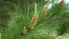 Pine Pollen Powder Non Gmo 1.1lb