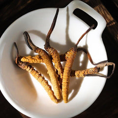 10 Pieces Chinese Caterpillar Fungus Cordyceps Sinensis Wild Tibetan Aweto