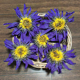 100g Dried Loose Blue Lotus Flower Herbal Tea Nymphaea Caerulea Savigny
