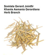 HelloYoung Somlata Gerard Jointfir Khanta Asmania Branch Stem Whole 1kg (35.27oZ).