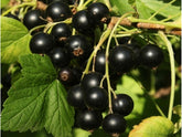 Black Currant Juice Powder Ribes Nigrum 1.1lb