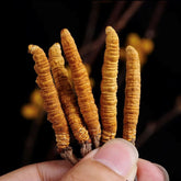 10 Pieces Chinese Caterpillar Fungus Cordyceps Sinensis Wild Tibetan Aweto